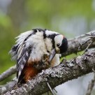 Must take care of myself as well ! Dendrocopos major / Great Spotted Woodpecker